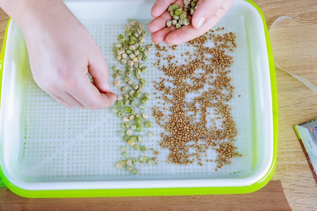 Sementes de ervilha microgreen são semeadas em uma bandeja para germinação sem turfa.
