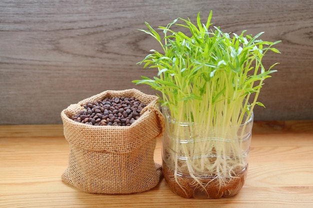 Sementes de espinafre de água com seus microgreens hidropônicos prontos para colheita