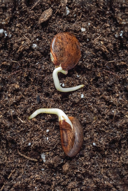 Sementes de glicínias com pequenas raízes são plantadas no chão fechadas Duas sementes são colocadas em terra fértil