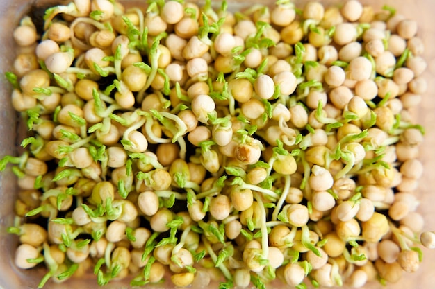 Sementes de microgreen de ervilha brotaram tecelagem em um pedaço de tecido agro