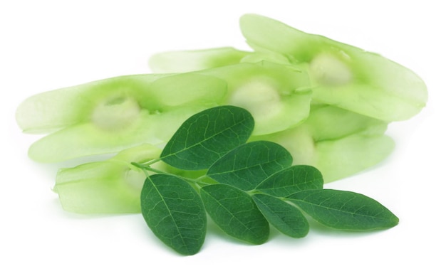 Sementes de Moringa com folhas sobre fundo branco