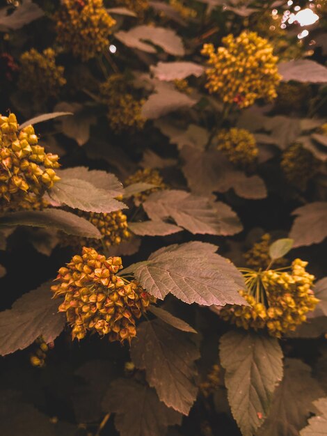 Foto sementes de pénfigo com folhas de viburnum fundo natural bubblegum viburnum