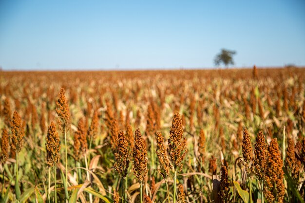 Sementes de planta de campo de plantação de sorgo