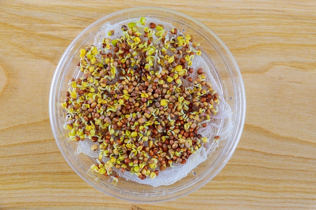 Sementes de rabanete germinadas para o cultivo de microgreens em um fundo de madeira. sementes de rabanete em germinação para o cultivo de microgreens