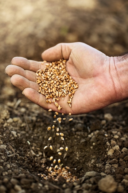Foto sementes de trigo de sementeira de mão
