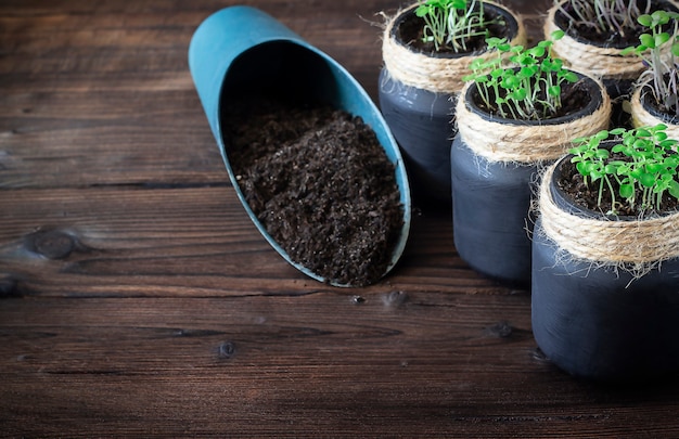 sementes germinadas em potes sobre um fundo de madeira