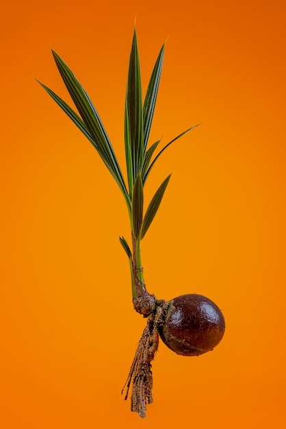 sementes jovens de coqueiro em vasos Premium Photo
