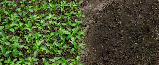 Sementes jovens no solo para reprodução Sementes de plantas