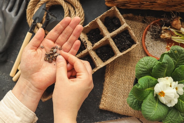 Sementes nas mãos de uma mulher plantando em close