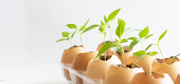 Sementes plantadas em cascas de ovos em branco