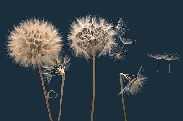 Sementes secas de dente de leão voam para longe da flor