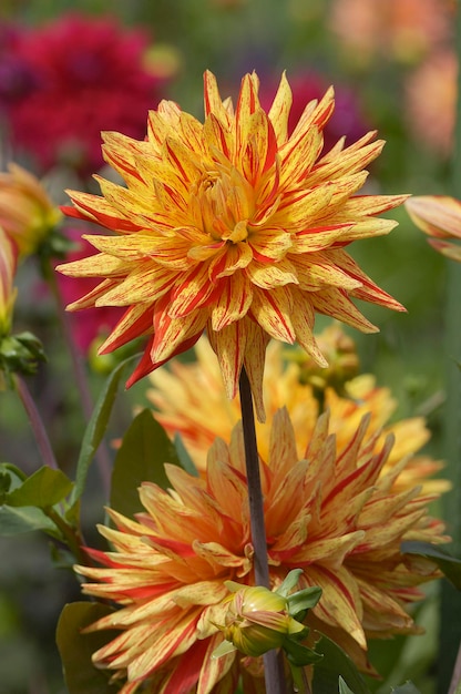 Semicactus Dahlia Dahlia x cultorum