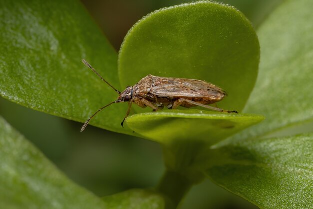 Semilla adulta de la subfamilia Orsillinae bug sobre una planta de verdolaga común de la especie Portulaca oleracea