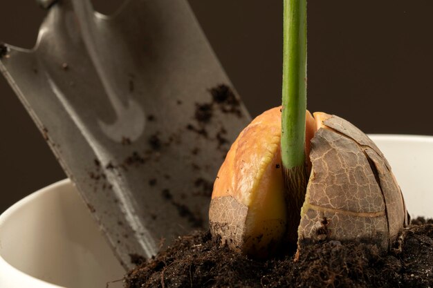 Semilla de aguacate germinada plantada en el suelo Macro foto de brote de aguacate