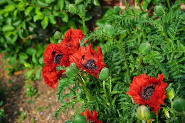 Semilla de amapola en el jardín de la cocina