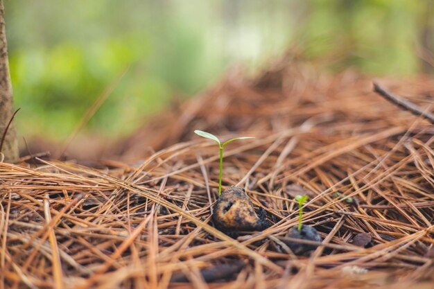 Foto semilla de árbol germinada en el bosque