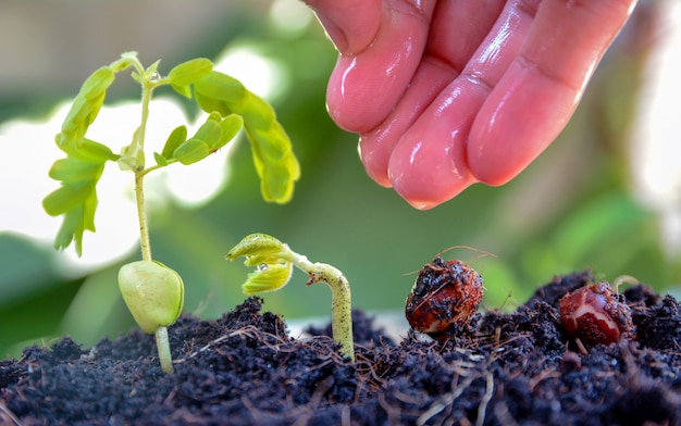 semilla a árbol, siembra, concepto de cultivo de semillas de plantas