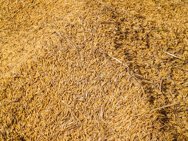 semilla de arroz jazmín en mano de agricultor