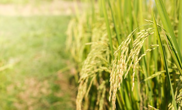 Semilla de arroz en la planta.