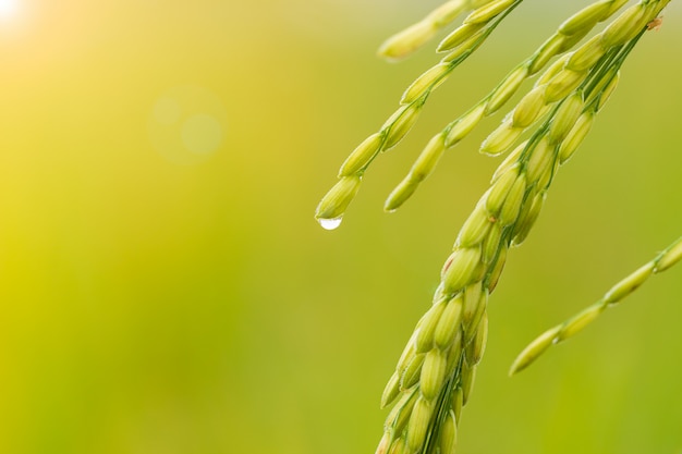 Semilla del arroz del primer en campos del arroz y gotas del rocío. Concepto de agricultura o temporada de lluvias.