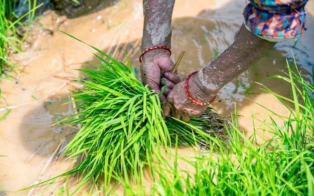 Semilla de arroz verde para plantar arrozales en Katmandú, Nepal