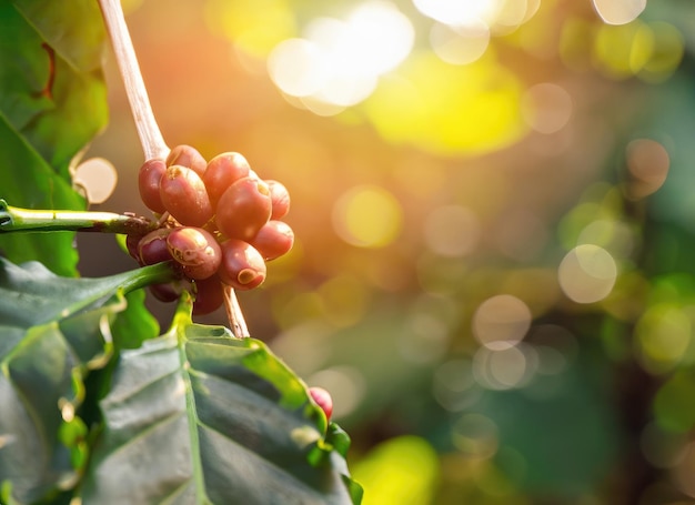 La semilla de café crece en un árbol en el jardín de la cosecha en la llamarada del sol eterno AI generado