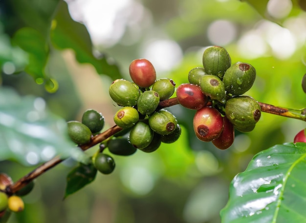 La semilla de café crece en un árbol en el jardín de la cosecha en la llamarada del sol eterno AI generado