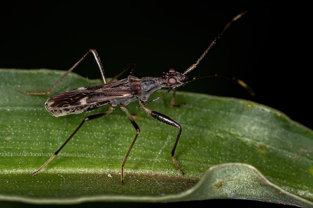 Semilla de chinche de color sucio de la subfamilia Rhyparochrominae