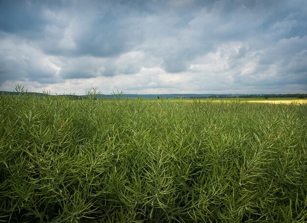 Foto semilla de colza verde en vainas un panorama del campo y el cielo antes de una tormenta