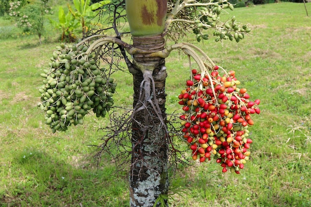 Semilla cruda de palma de Manila en árbol, Veitchia merrillii.