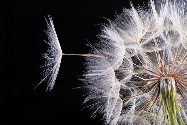 Foto semilla de diente de león aislada en un negro