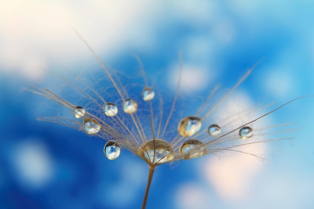 Semilla de diente de león con gotas de agua contra el cielo