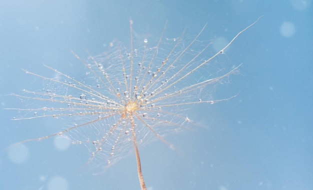 Semilla de diente de león con gotas de agua sobre fondo de naturaleza macro abstracta azul