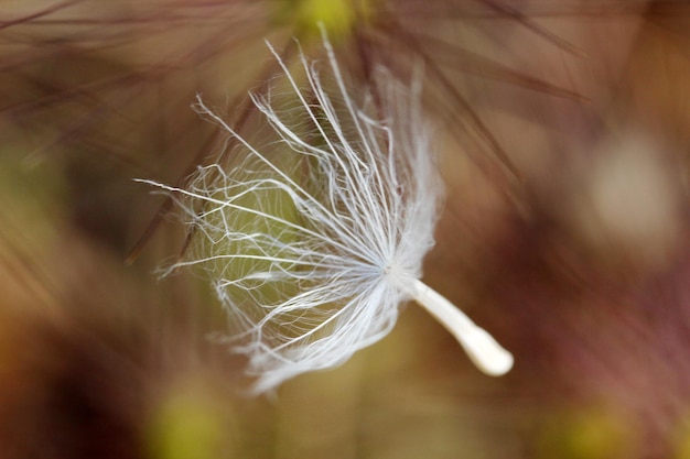 Semilla de diente de león en la naturaleza