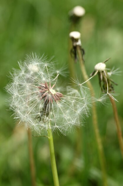 Semilla de diente de león