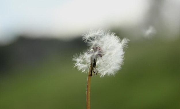 Semilla de diente de león