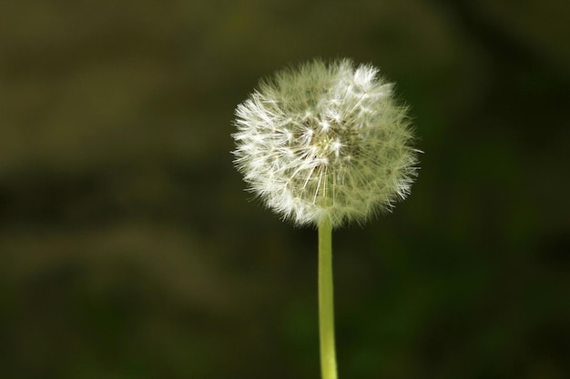 Semilla de diente de león