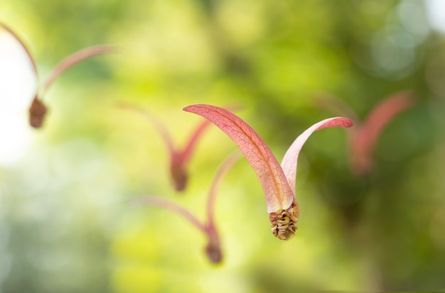 Foto semilla de dipterocarpus intricatus que cae del árbol para el fondo natural