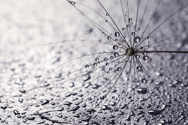 Semilla de flor de diente de león con gotas de agua sobre fondo gris closeup