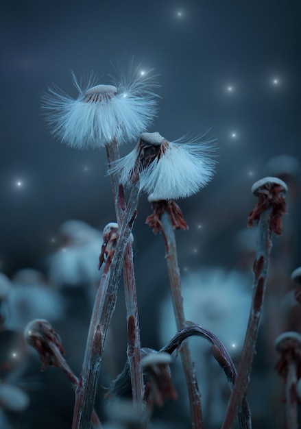 Semilla de flor de diente de león romántico en la naturaleza en la temporada de otoño