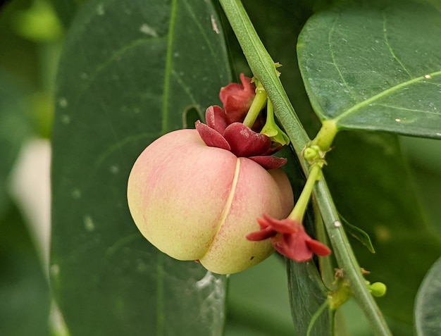 Semilla de grosella espinosa estrella Sauropus androgynus