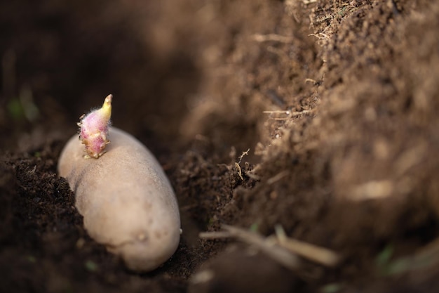 semilla de patata en el suelo