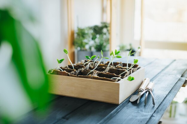 Semilla de pepino germinada, plántula de pepino en una olla de cartón