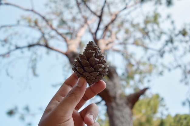 Semilla de pino en mano y árbol borroso