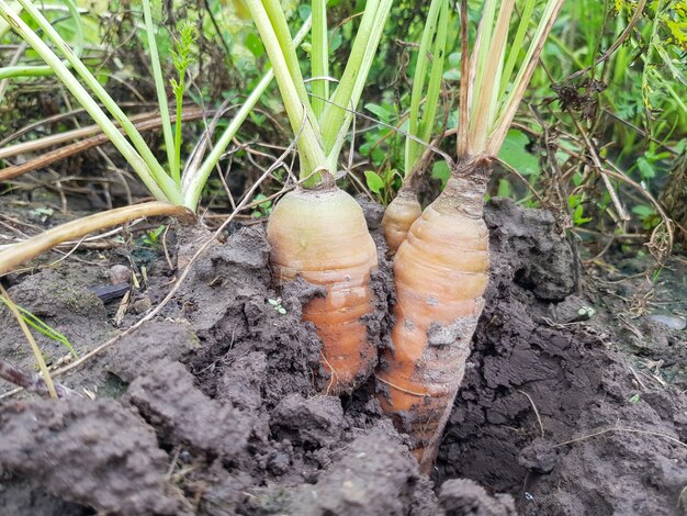 La semilla de zanahoria Daucus carota subsp sativus escupe sobre una cama en un campo agrícola