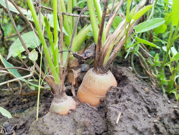 La semilla de zanahoria Daucus carota subsp sativus escupe sobre una cama en un campo agrícola