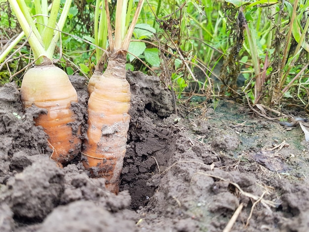 La semilla de zanahoria Daucus carota subsp sativus escupe sobre una cama en un campo agrícola