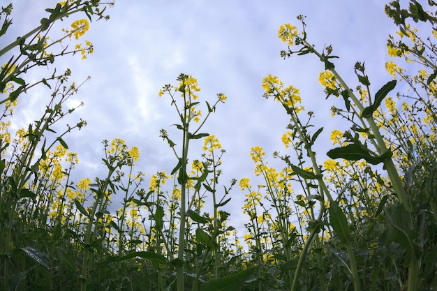 Semillas de aceite de canola.