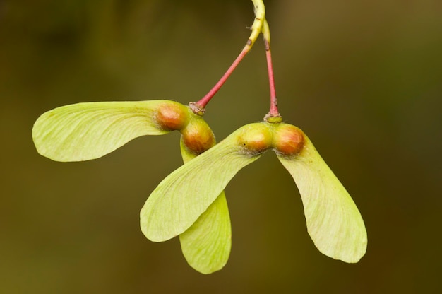 Semillas de árbol de arce