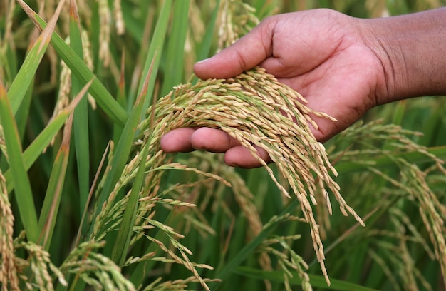 Semillas de arroz sosteniendo con la mano en el campo